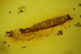 Two Fossil Beetle Larvae And a Fly in Baltic Amber #159766-2